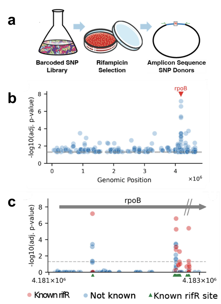 BioBloom mutants in rifampicin