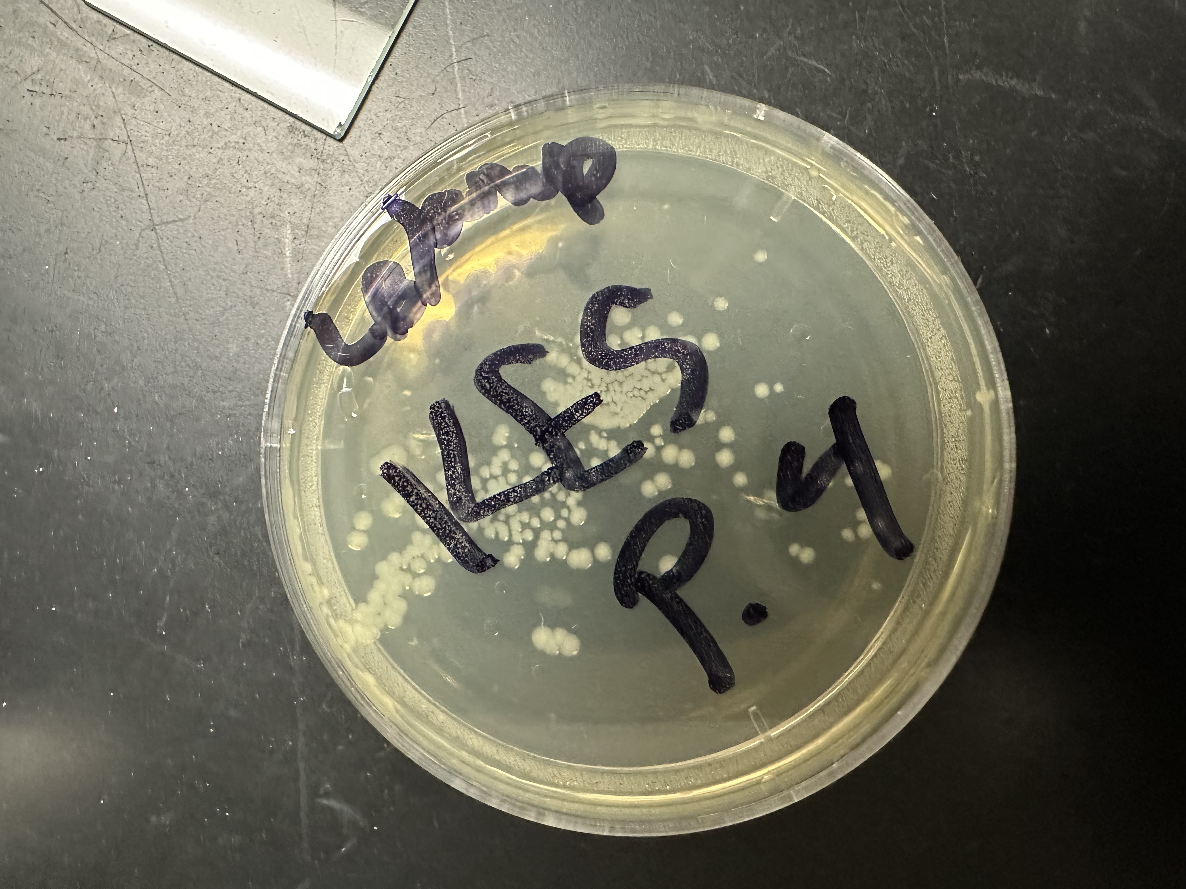 experimental plate